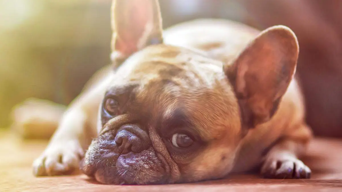 Diversas son las enfermedades que suelen presentarse tanto en humanos como en perros